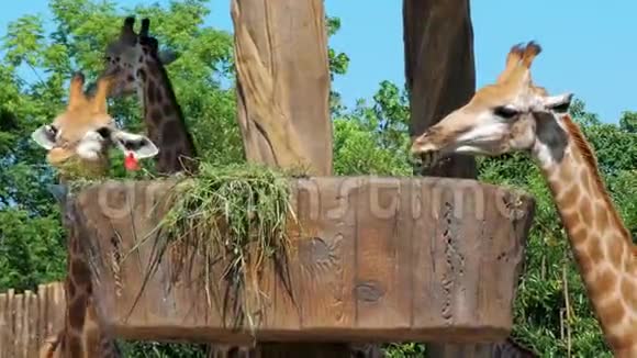 两只长颈鹿在动物园里吃草野生动物园里的长颈鹿动物园里漂亮的长颈鹿视频的预览图