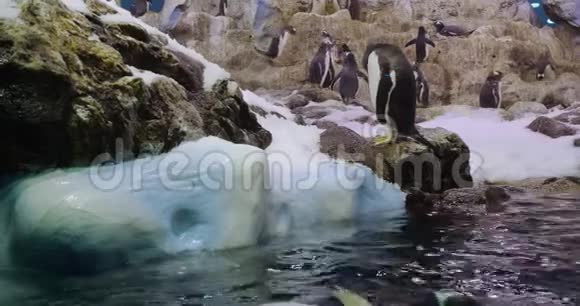 特写企鹅动物园里有趣的男女鸟视频的预览图