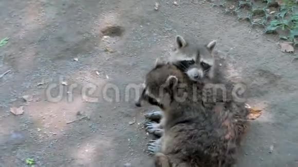 露天动物园里坐在地上的浣熊视频的预览图