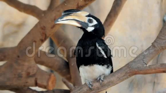 图坎坐在动物园的树枝上尖嘴的土坎有大钞票的鸟Ramphastoshiatus视频的预览图