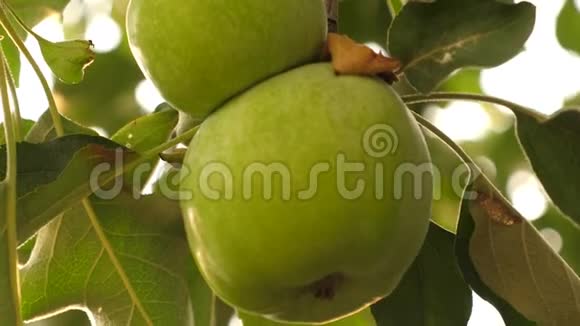 苹果在树上特写镜头绿苹果在树上美丽的苹果在阳光下成熟在树枝上视频的预览图