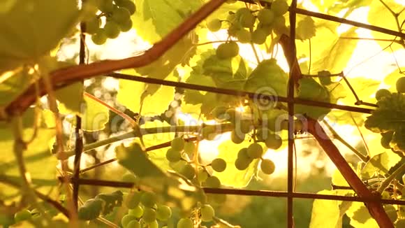 酿酒理念葡萄生意阳光下美丽的成熟葡萄簇夕阳下的葡萄种植园视频的预览图