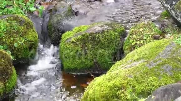 在茂密的苔藓和茂盛的植被之间有清澈的水流的风景青苔坡上的山溪清新视频的预览图