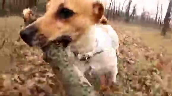 狗种杰克罗素猎犬牙齿上长着一根棍子跑开一个人视频的预览图
