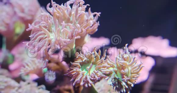 水族馆软海珊瑚的特写视频的预览图