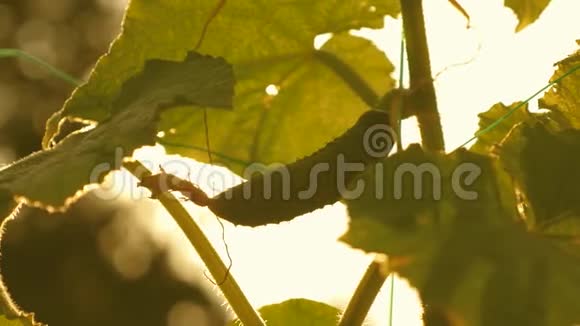 黄瓜在温暖的阳光下生长在开花的灌木上新鲜黄瓜生长在开阔的田野上黄瓜种植园视频的预览图