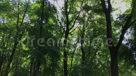 绿色的树冠映衬着天空视频的预览图