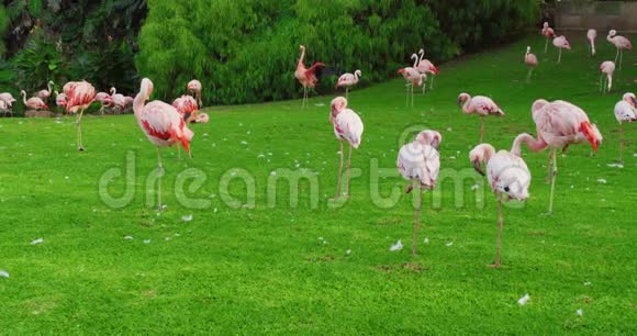 一群粉红色的火烈鸟在绿色的草地上视频的预览图