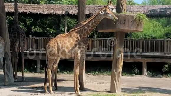 两只长颈鹿在动物园里吃草野生动物园里的长颈鹿动物园里漂亮的长颈鹿视频的预览图