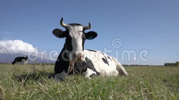 奶牛躺在农田里在晴朗的天气里休息消化食物晒太阳视频的预览图
