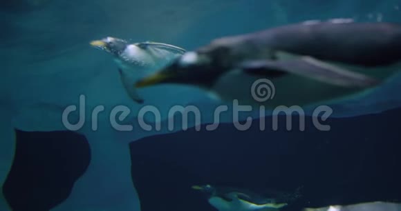 一群企鹅在水下游泳特写镜头视频的预览图