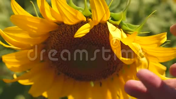 农夫的手检查一朵盛开的向日葵一朵向日葵在风中摇曳农学家在黄色作品中视频的预览图