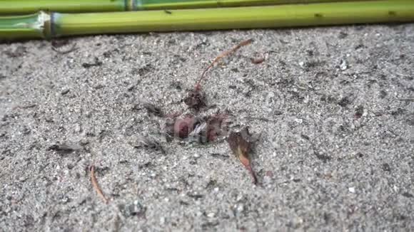 在巢门口忙碌的蚂蚁视频的预览图