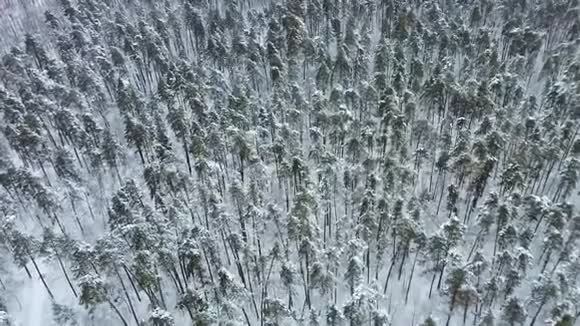冬季云杉和松林的高空自上而下的天桥拍摄视频的预览图