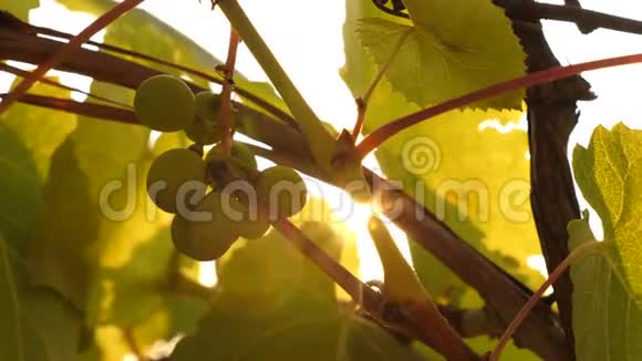 美丽的葡萄在阳光下成熟夕阳下的葡萄种植园美丽的葡萄藤视频的预览图