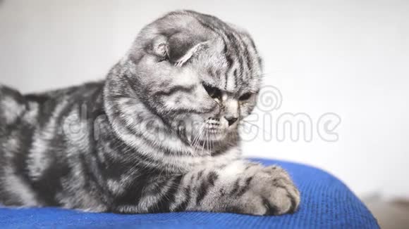 漂亮的塔比猫英国苏格兰褶皱猫猫在撒谎宠物在房间里休息视频的预览图