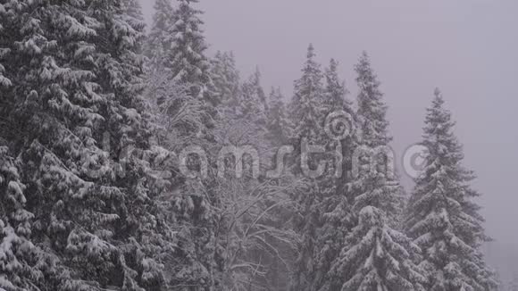 冬季降雪在山松林与雪的圣诞树动作缓慢视频的预览图