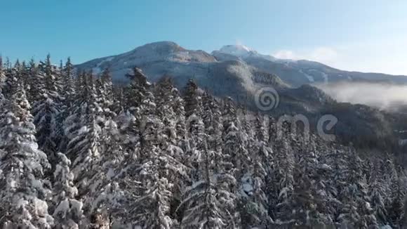 空中无人机的镜头雪覆盖的树木与惠斯勒山的背景4K24FPS视频的预览图