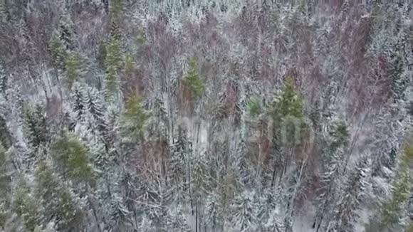 镜头移过冬林雪中常绿树视频的预览图