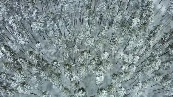 冬季雪山森林航拍令人叹为观止的自然景观视频的预览图