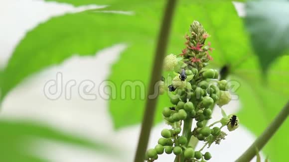 蓖麻花蓖麻和印度黑木匠蜜蜂视频的预览图