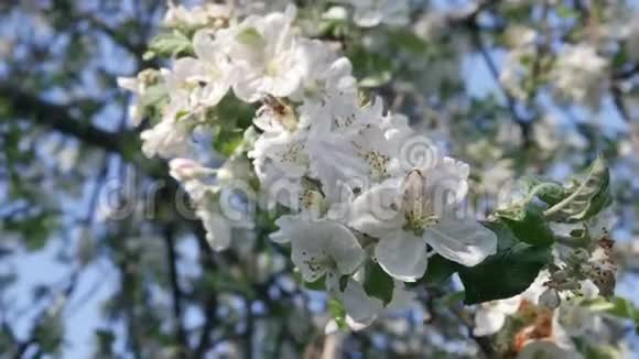 蓝天背景上的花苹果树视频的预览图