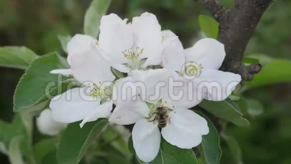 春暖花开的苹果枝蜜蜂视频的预览图