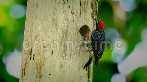 黑穗病啄木鸟墨西哥东南部至厄瓜多尔西部的马勒纳普切拉尼居民繁殖鸟视频的预览图