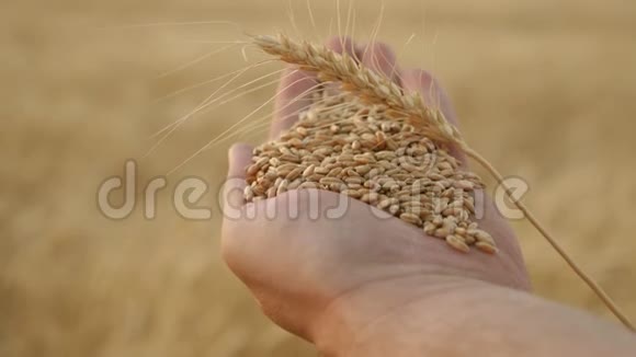 穗与粮食和小麦在一个农民的手掌特写农学家手里拿着成熟的麦粒农业视频的预览图