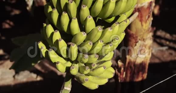 一捆香蕉生长在一棵绿色的树上香蕉生长在树上视频的预览图