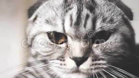 条纹灰猫躺着休息快乐的宠物宠物很漂亮的猫特写视频的预览图
