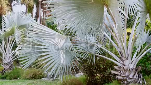 亚洲夏季热带公园蓝棕榈树及大叶树视频的预览图