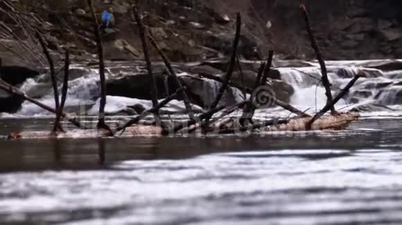 山河上的落叶树或原木漂浮着急流和石头洪水慢动作视频的预览图