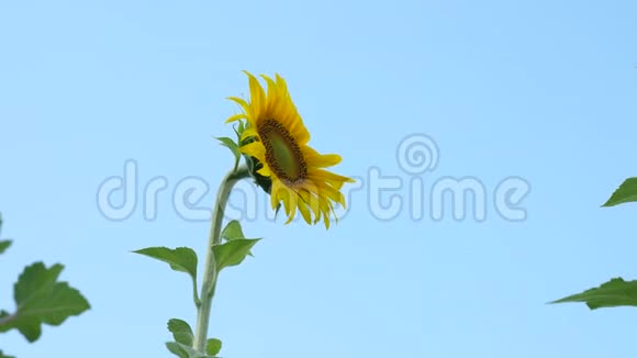 一朵向日葵在风中摇曳美丽的田野夏天有向日葵农作物在田间成熟的作物A视频的预览图