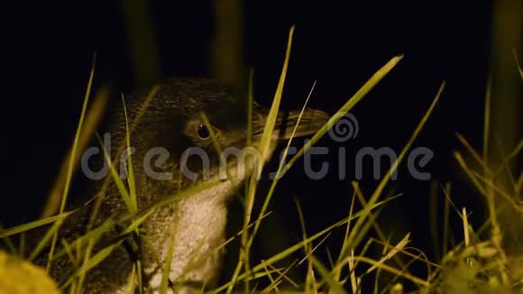 新西兰奥马劳小企鹅幼鸟毛夜间返回海岸在巢中觅食雏鸟视频的预览图