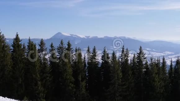 胡佛拉雪山穿越高山针叶林视频的预览图