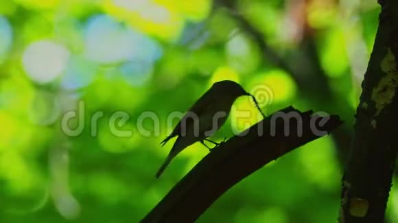 红胸捕蝇器在绿林中的树枝上坐着唱歌的白公仔美丽的和背视频的预览图