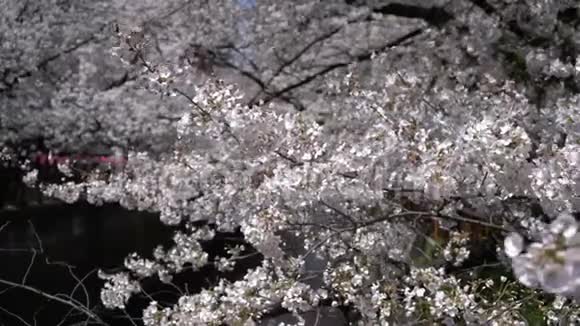 春暖花开的季节或樱花盛开的季节视频的预览图
