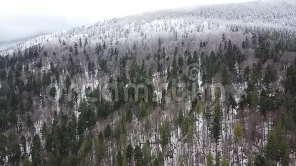山上的松林一半被雪覆盖视频的预览图