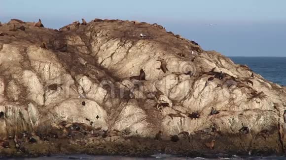 加利福尼亚海边的一群海狮在岩石上视频的预览图