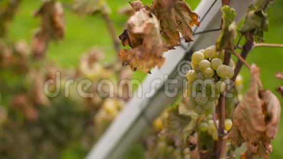 葡萄酒生产农场葡萄园上的葡萄视频的预览图
