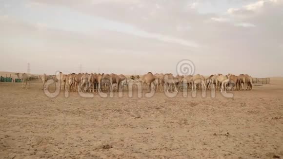 迪拜附近阿拉伯沙漠的骆驼农场视频的预览图