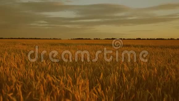巨大的黄色麦田在美丽的金色晚霞里美丽的日落与乡村越过一片田野视频的预览图