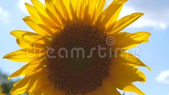美丽的田野夏天有向日葵特写镜头向日葵花黄色的向日葵花反对视频的预览图