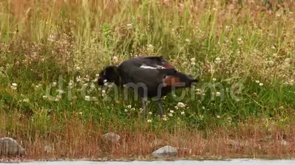 天堂谢尔德克塔多尔纳杂色野鸭普坦吉唐伊特有鸭雄性站在新西兰的草地上觅食视频的预览图