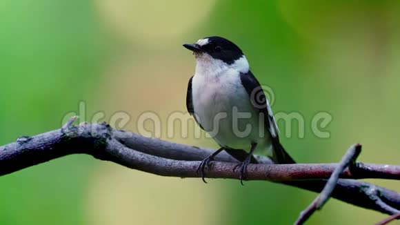 欧洲的披风捕蝇器绿林中的一只小飞虫雄鸟坐在树枝上旁边是他的喙视频的预览图