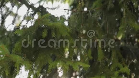 美丽的绿色树枝在阳光明媚的日子里吃着视频的预览图