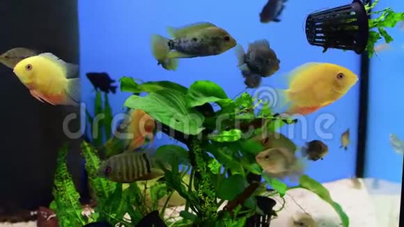 鱼在种植的水族馆里游泳视频的预览图