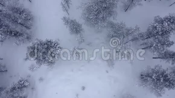 冬季暴风雪过后积雪覆盖常绿树木的空中拍摄视频的预览图