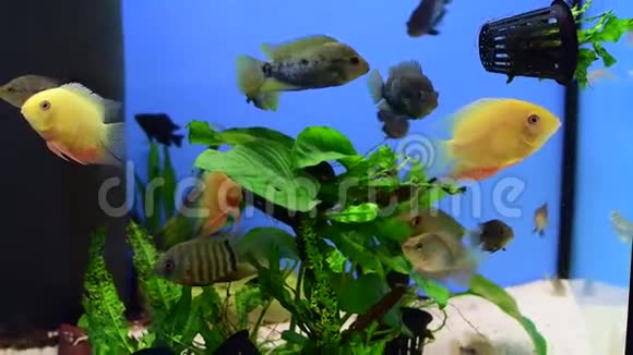 鱼在种植的水族馆里游泳视频的预览图
